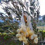 caciocavalli per le palme pasqua tradizione capri
