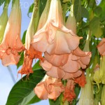 vacanze ottobre capri fiori