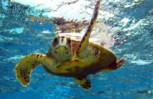 tartaruga-marina-caretta-caretta-capri
