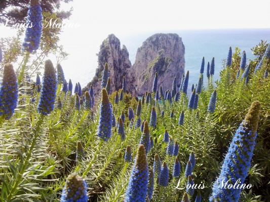 foto capri faraglioni spring primavera