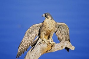 falco pellegrino