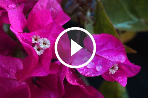 bouganvillea capri