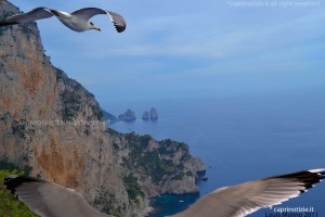Capri sfondo wallpaper foto