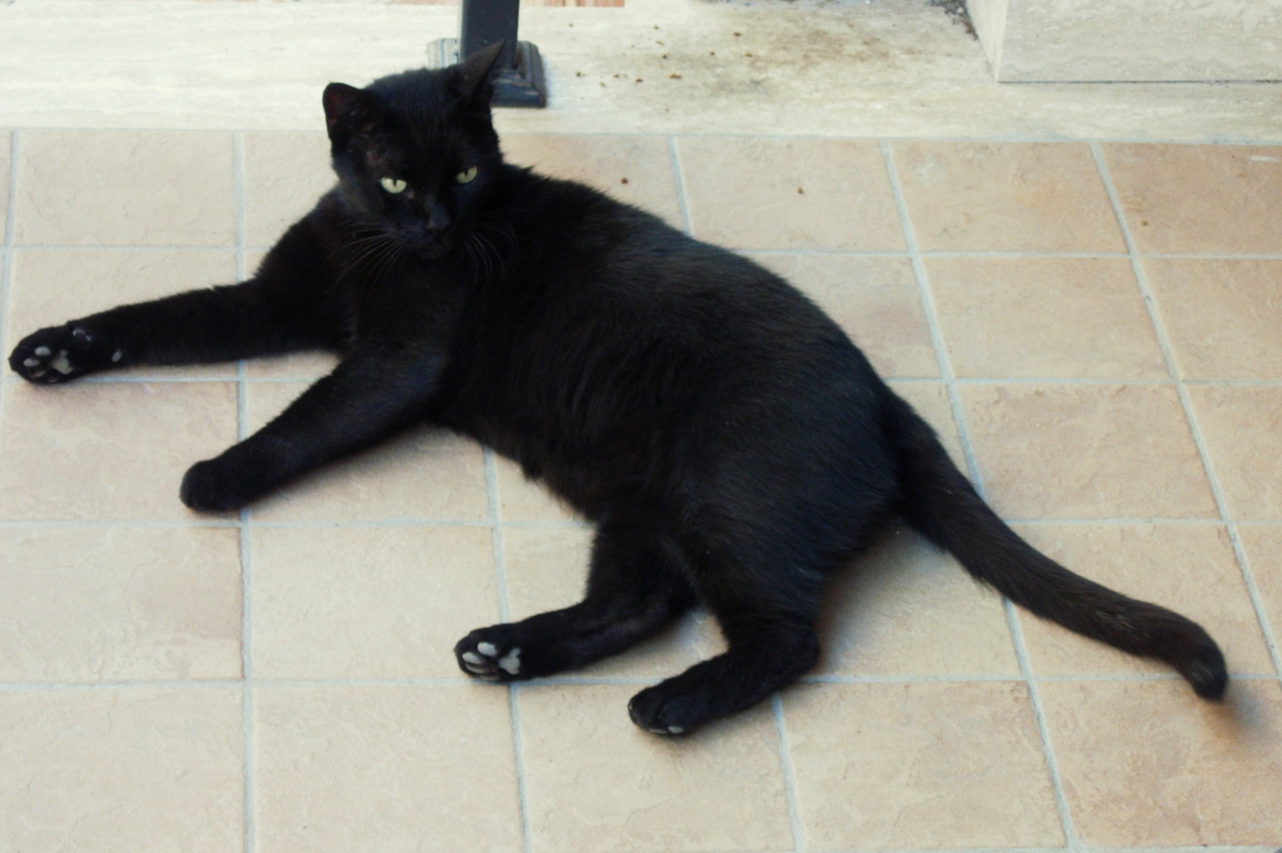 gatto nero