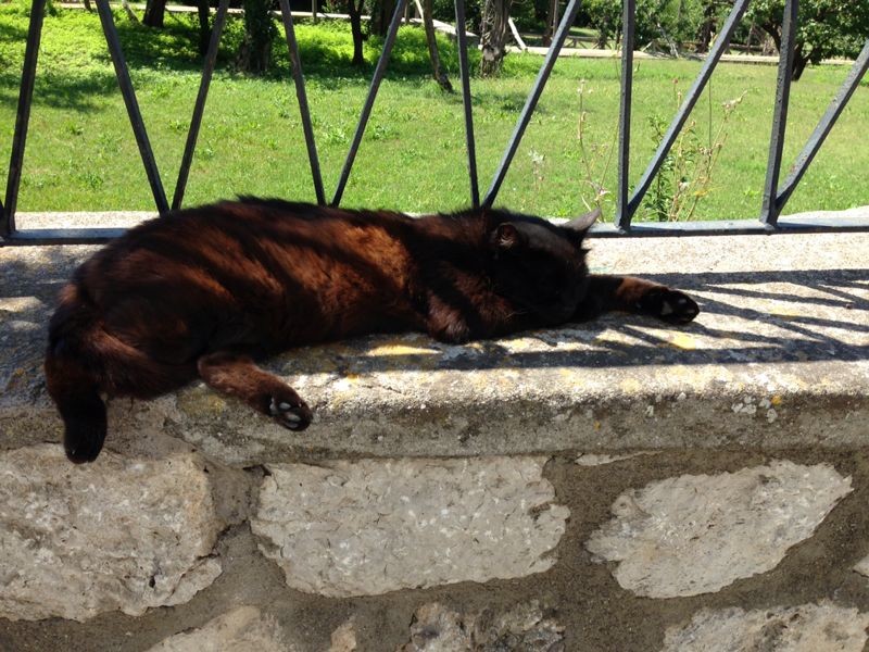 pallino