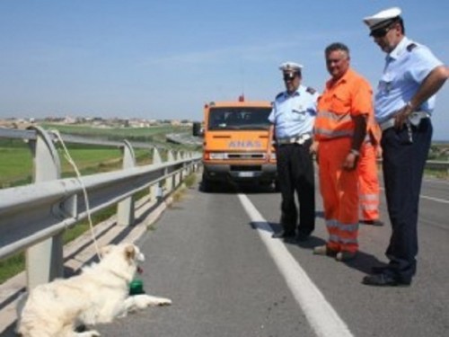 cani abbandonati