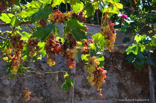 don vincenzo uva 3