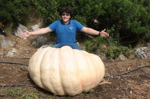 zucca1