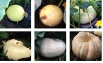 Ricette autunnali zucca settembre