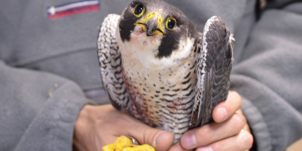 rilascio falco pellegrino