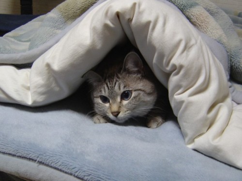 cani gatti freddo invenro