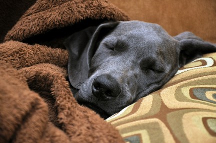 coperte cane