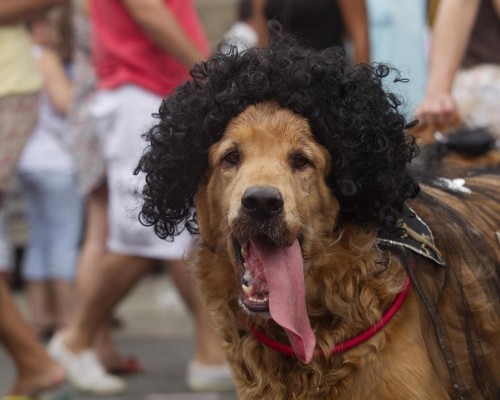 sfilata cani