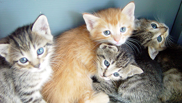 gatti gattini avvelenati