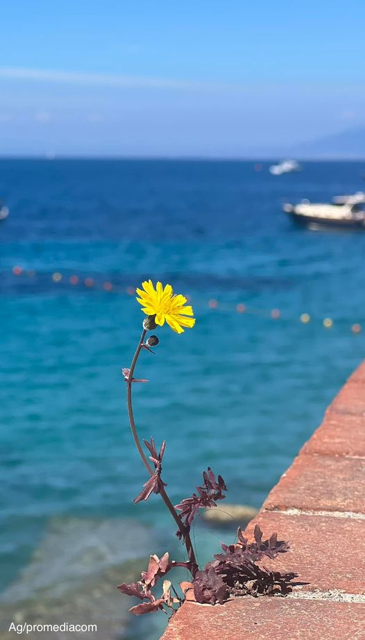 Foto di Capri